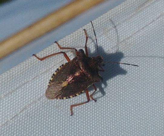 Pentatoma rufipes 