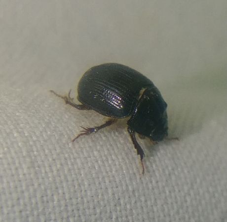 Odonteus armiger 