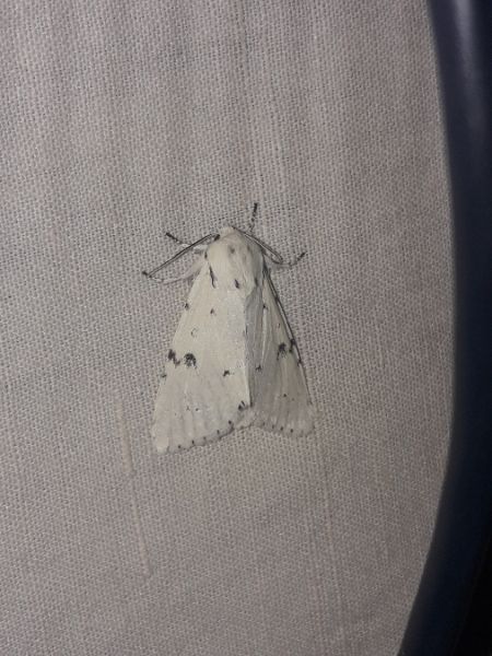 Acronicta leporina  - Sylvain Lethuillier