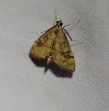 Anania verbascalis  - Thomas Lux