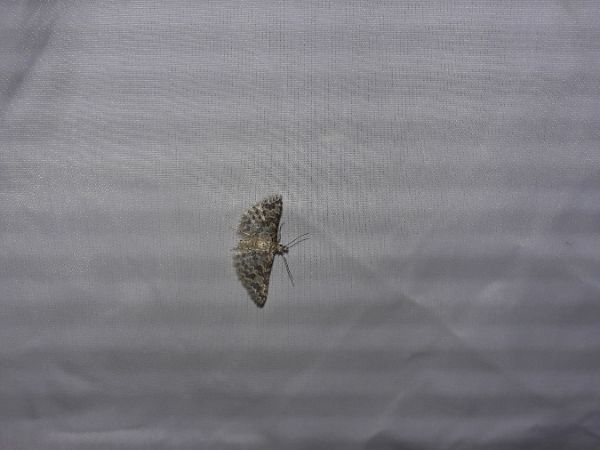 Alucita hexadactyla  - Sylvain Lethuillier
