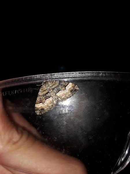 Xanthorhoe biriviata  - Sylvain Lethuillier