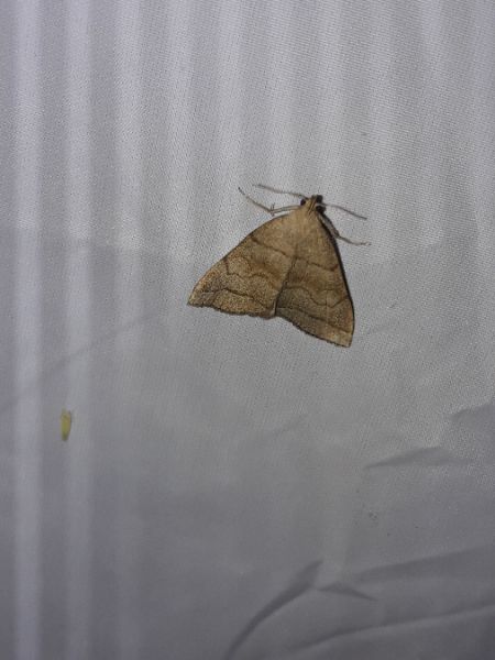 Herminia tarsicrinalis  - Sylvain Lethuillier