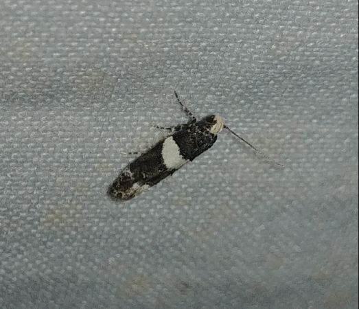 Recurvaria leucatella 