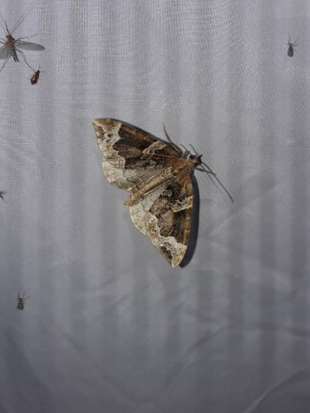 Eulithis prunata  - Sylvain Lethuillier