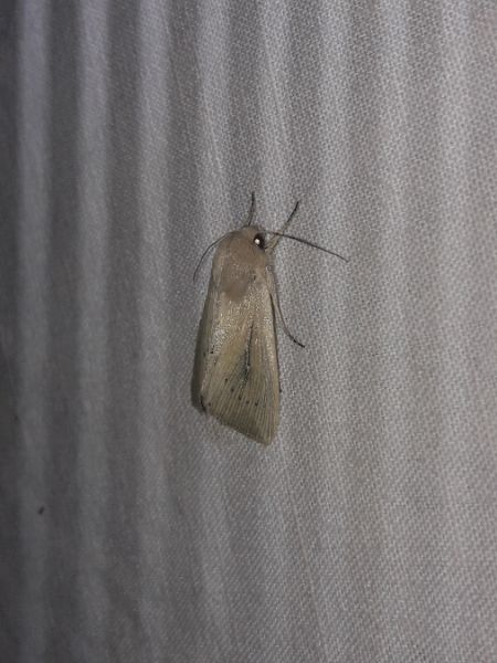 Leucania obsoleta  - Sylvain Lethuillier