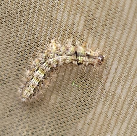 Lithosie déprimée (L. ocre)  - Thomas Lux