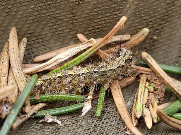 Eilema depressa  - Thomas Lux