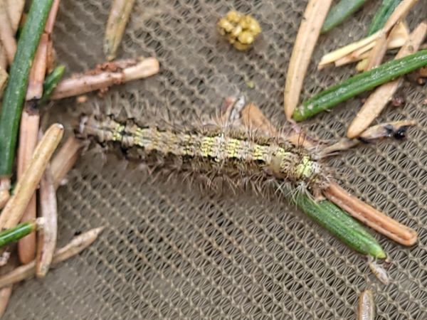 Eilema depressa  - Thomas Lux