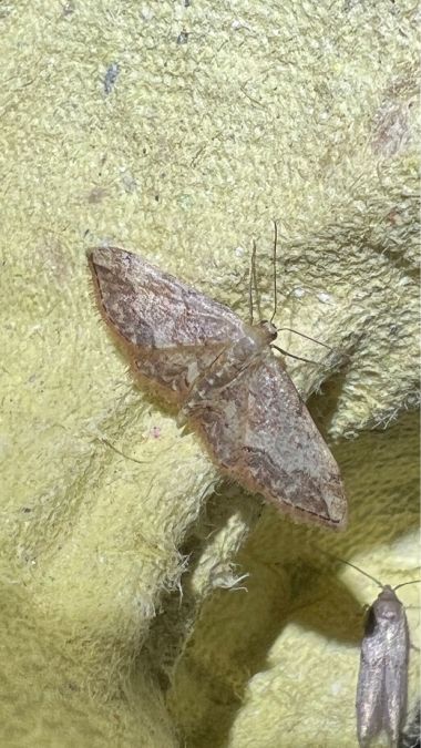 Idaea efflorata  - Melchior Viallet