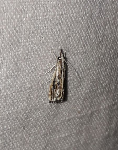 Catoptria verellus  - Sylvain Lethuillier