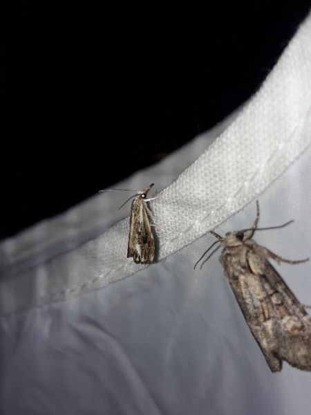 Catoptria verellus  - Sylvain Lethuillier