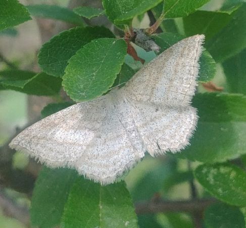 Scopula virgulata 