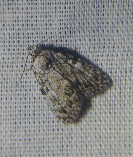 Nola confusalis 