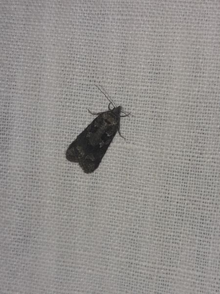 Cnephasia sp.  - Sylvain Lethuillier