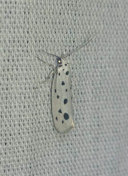 Ethmia dodecea 