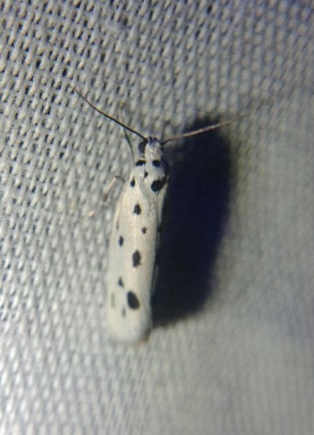 Ethmia dodecea 