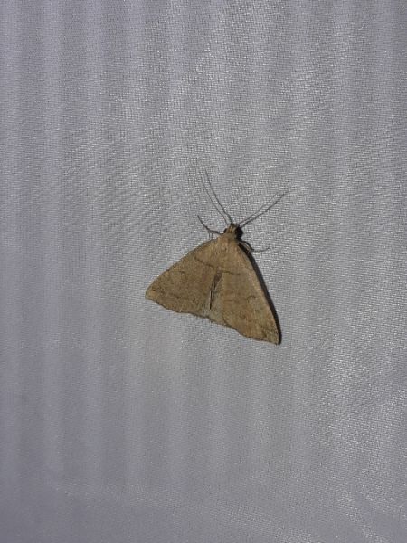 Herminia tarsipennalis  - Sylvain Lethuillier
