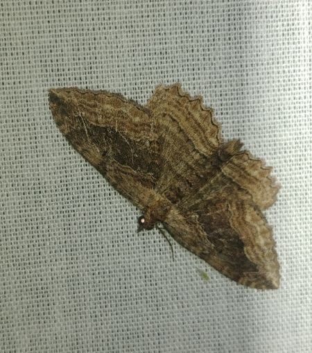 Philereme transversata 