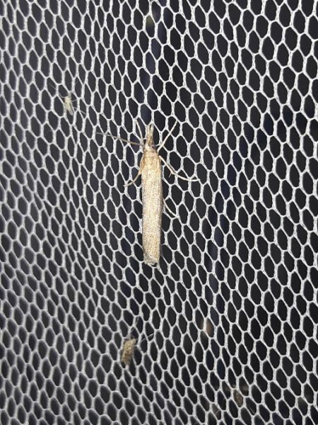 Agriphila inquinatella  - Sylvain Lethuillier
