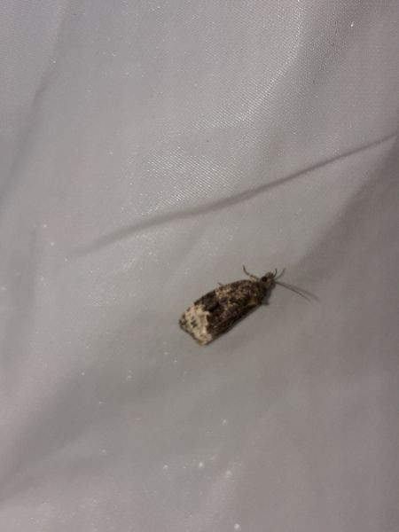 Apotomis turbidana  - Sylvain Lethuillier