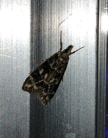 Eudonia mercurella 