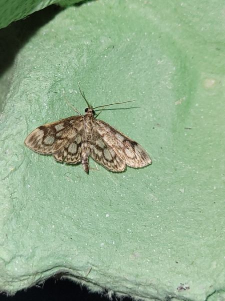 Anania coronata  - Thomas Lux