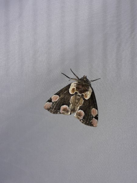 Batis  - Sylvain Lethuillier