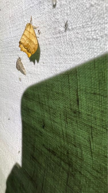Falcaria lacertinaria  - Melchior Viallet