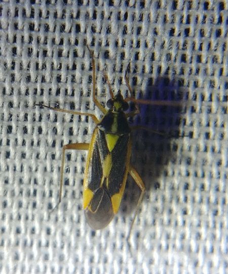 Hadrodemus m-flavum 