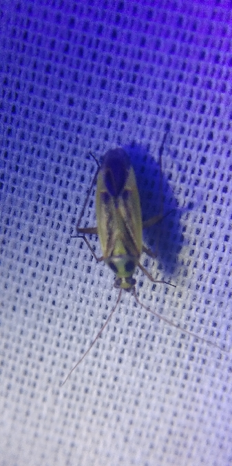 Stenotus binotatus 