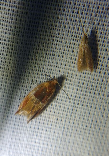 Ancylis mitterbacheriana 