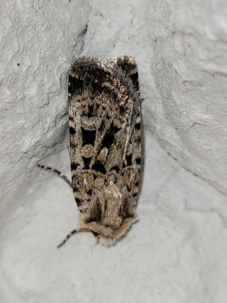 Chersotis multangula  - Thomas Lux