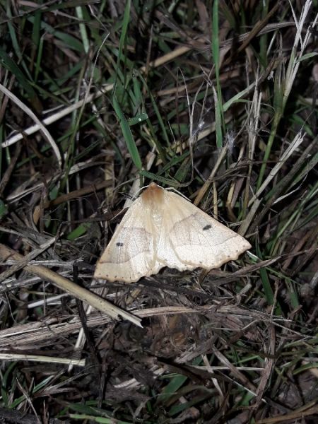 Crocallis elinguaria  - Sylvain Lethuillier
