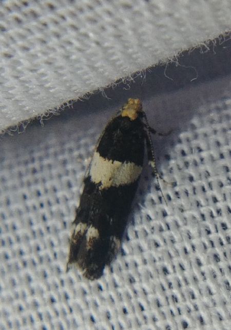 Recurvaria leucatella 