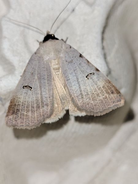 Lygephila craccae  - Thomas Lux