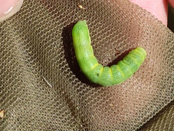 Gothique  - Thomas Lux