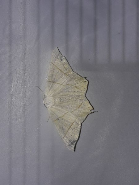 Ourapteryx sambucaria  - Sylvain Lethuillier