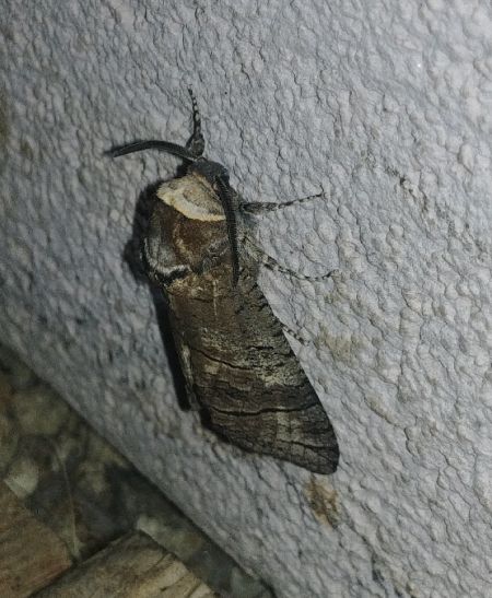 Cossus cossus 
