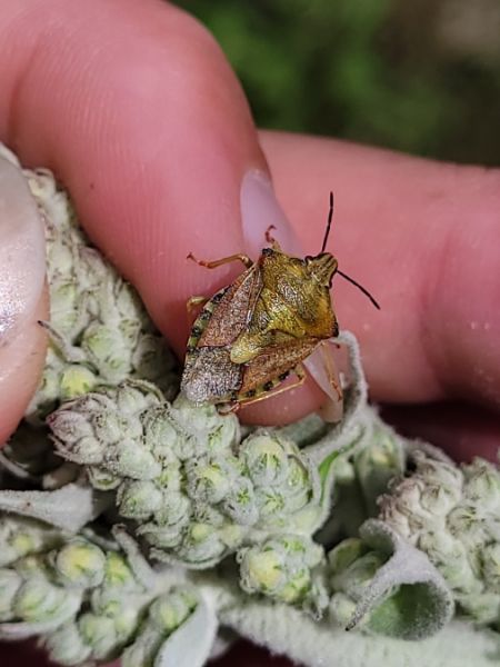 Carpocoris purpureipennis  - Thomas Lux