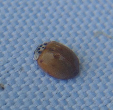 Coccinelle à dix points 