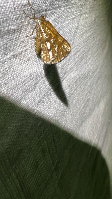 Bupalus piniaria  - Melchior Viallet