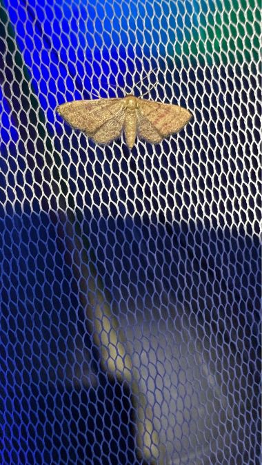 Idaea infirmaria  - Melchior Viallet