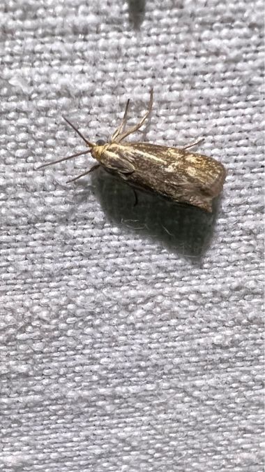Brachodes funebris  - Melchior Viallet