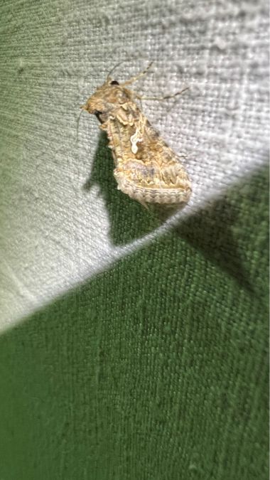 Trichoplusia ni  - Melchior Viallet