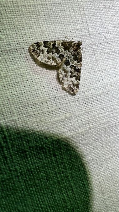Electrophaes corylata  - Melchior Viallet