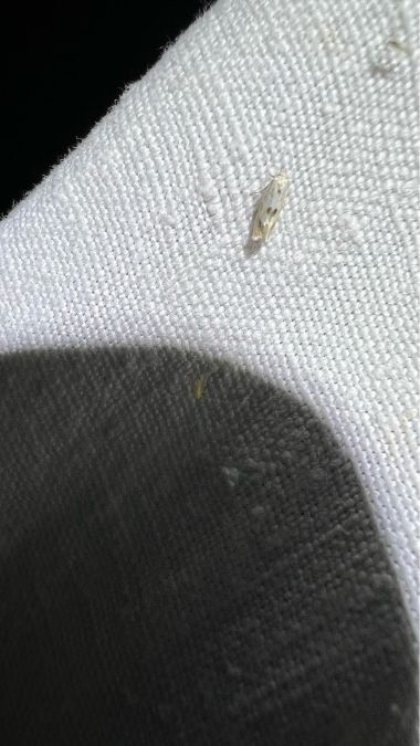 Elachista maculicerusella  - Melchior Viallet