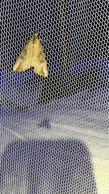 Hypena obesalis  - Melchior Viallet