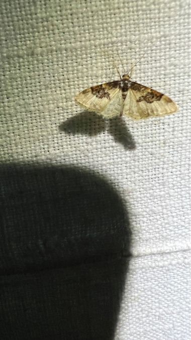 Idaea mustelata  - Melchior Viallet