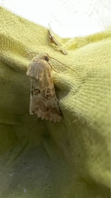 Eremobia ochroleuca  - Melchior Viallet
